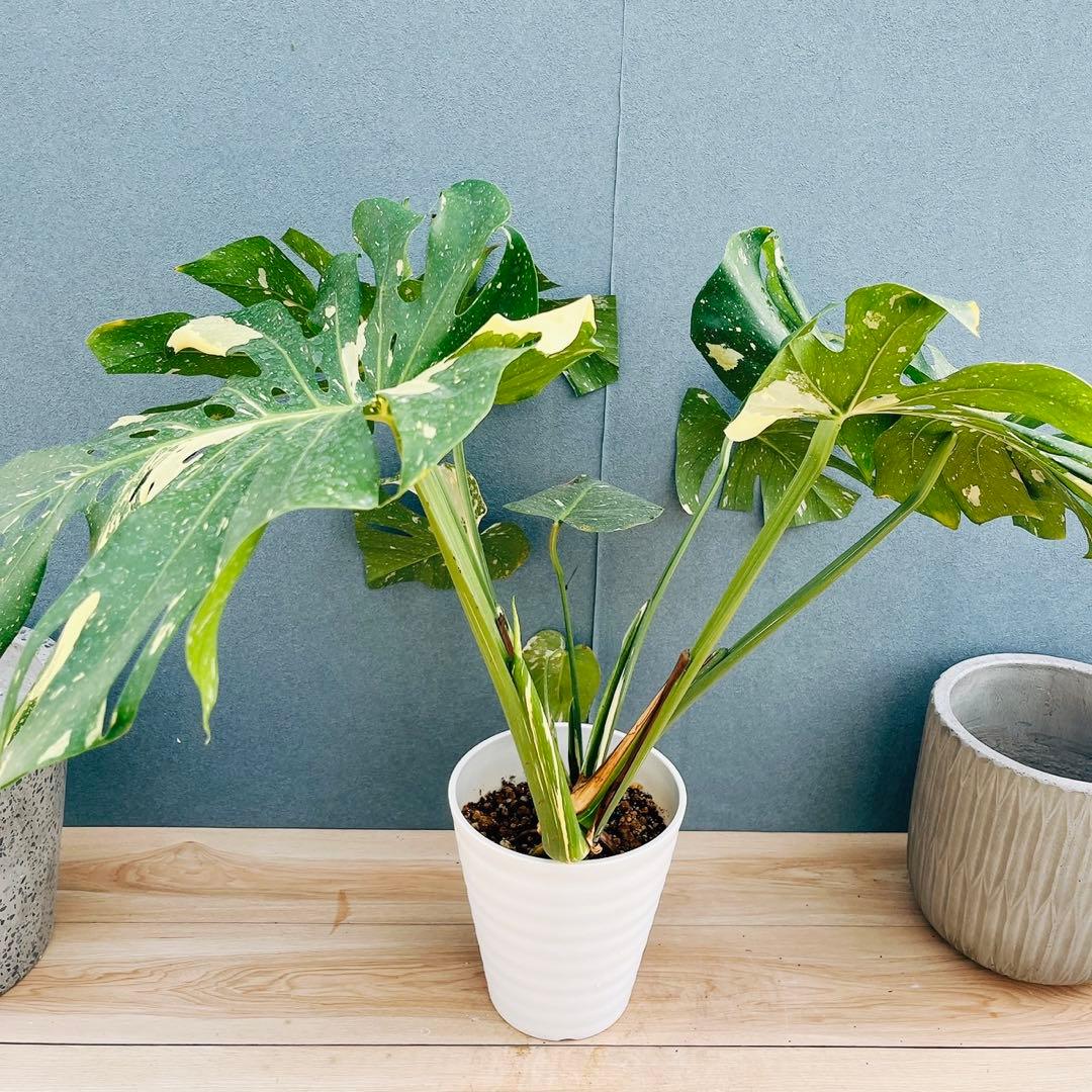 ［現品］【希少】1番　モンステラ　斑入り　7号　レア　観葉植物　室内　タイコン