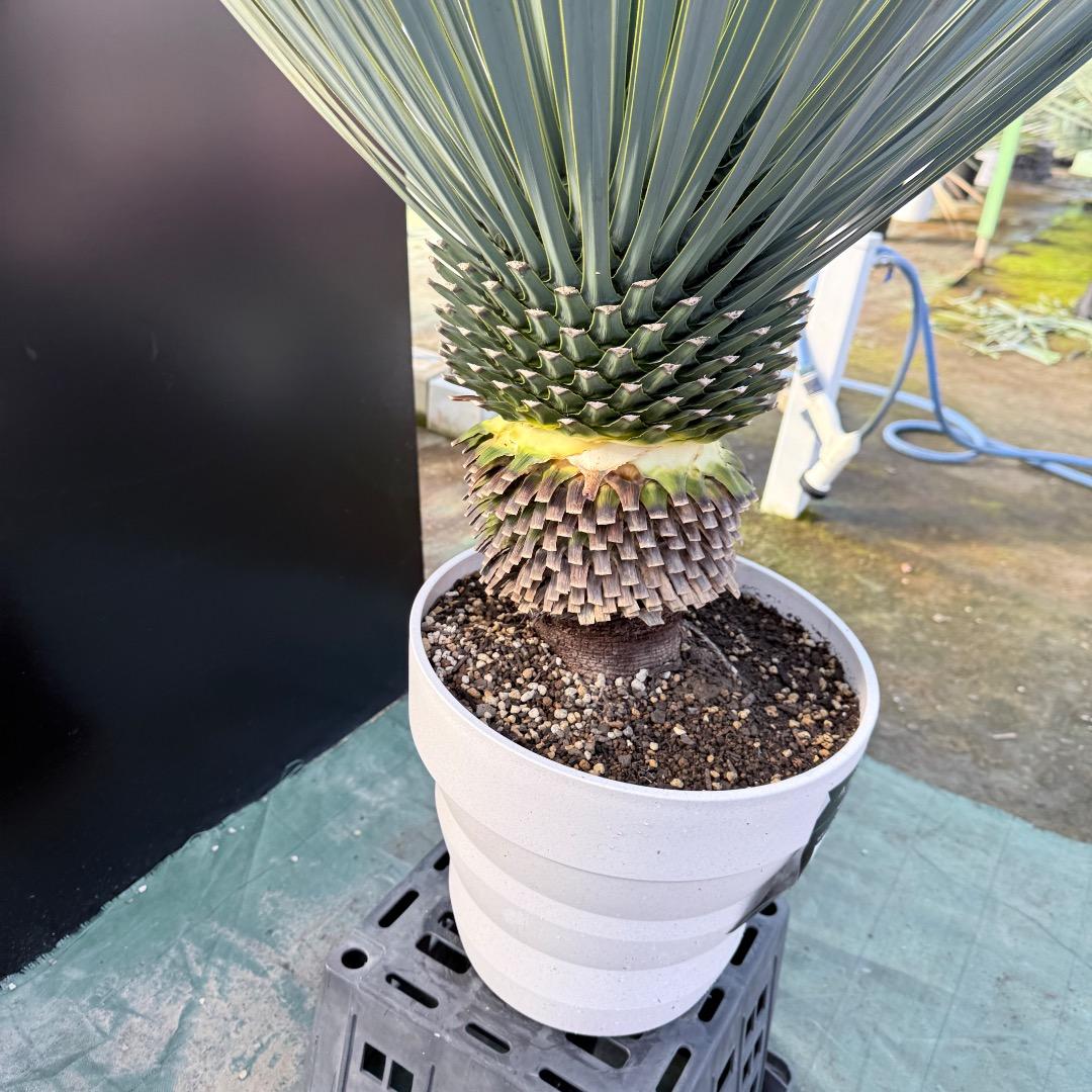 AL1164】ユッカ ロストラータ - メルカリ