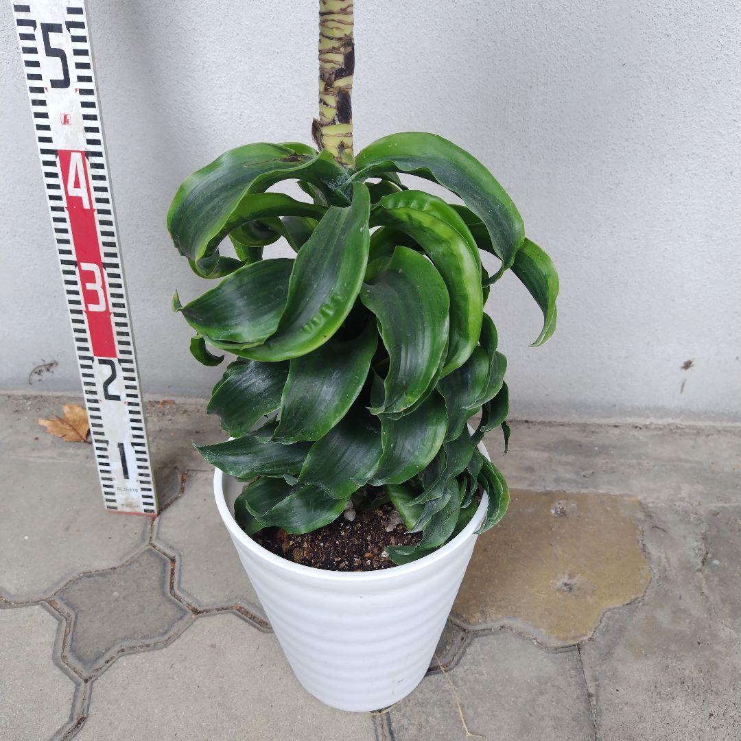 №５３６７ 宅配便　ドラセナ　トルネード80