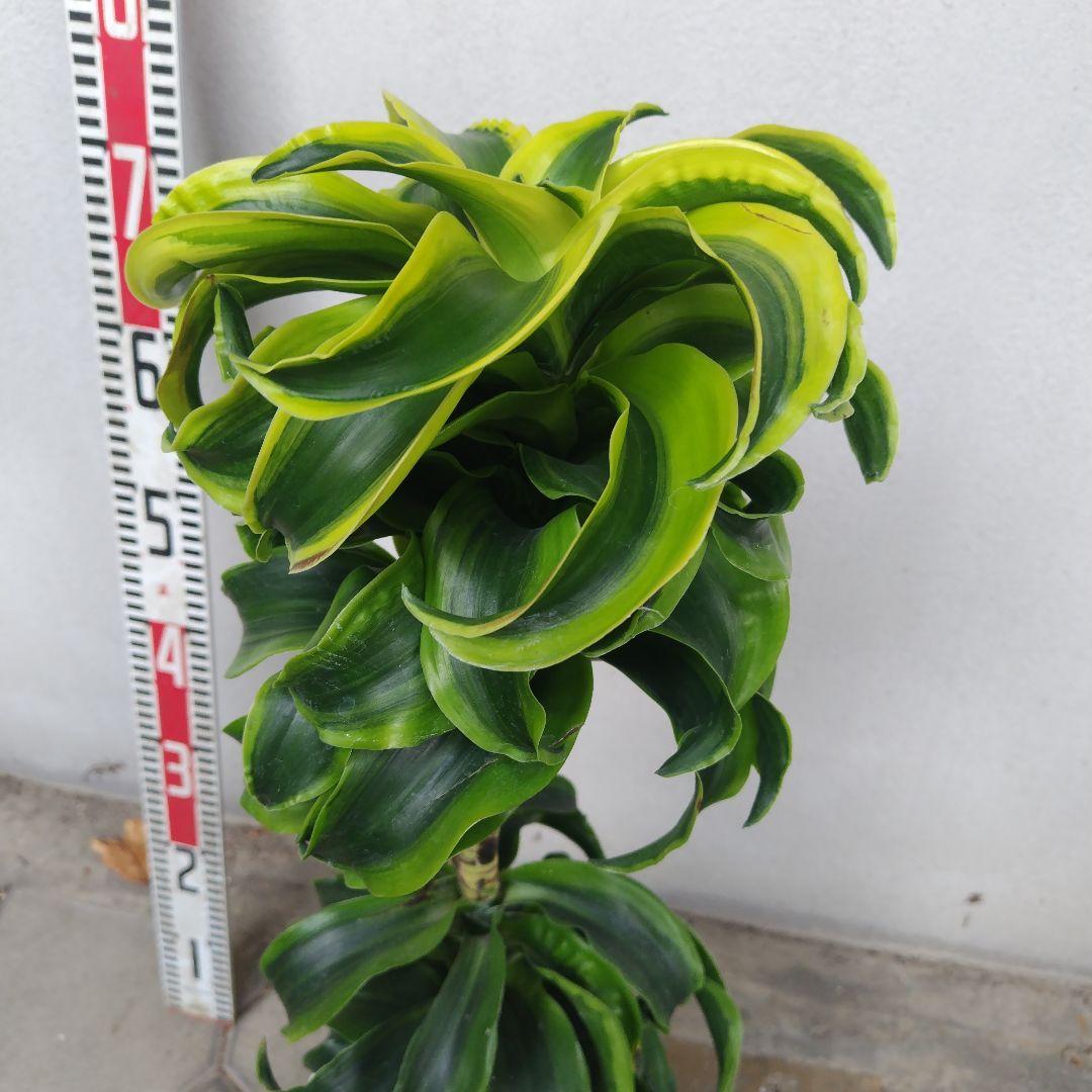 №５３６７ 宅配便　ドラセナ　トルネード80