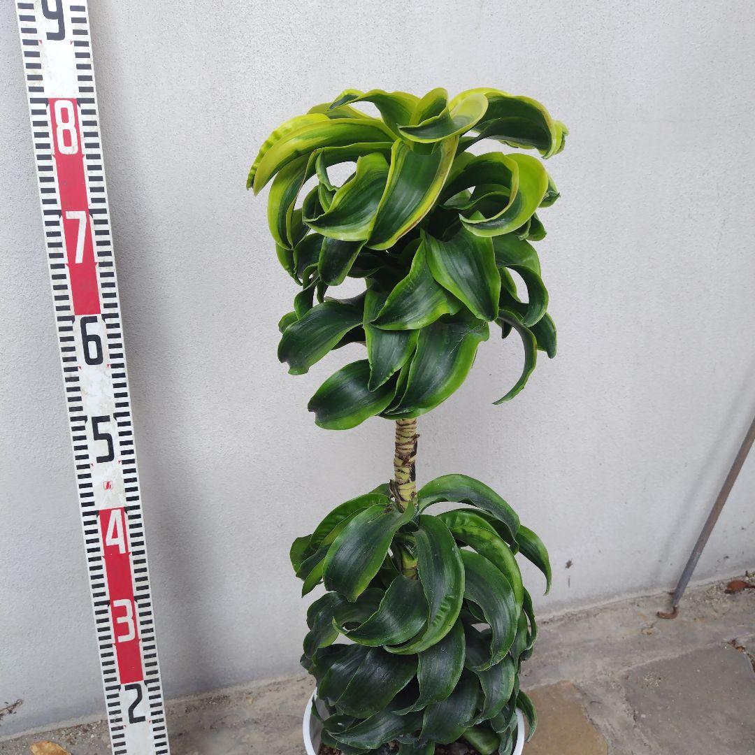 №５３６７ 宅配便　ドラセナ　トルネード80