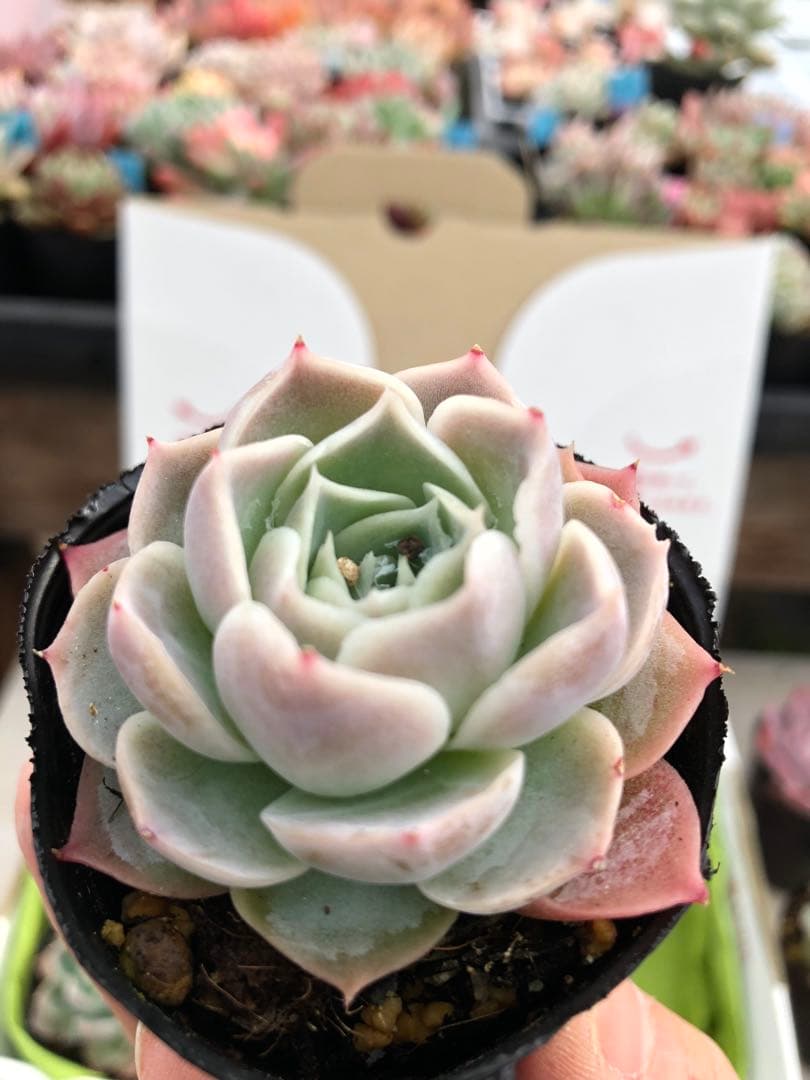 多肉植物 miyaさん苗♡抜き苗セット(メルカリ便) - メルカリ