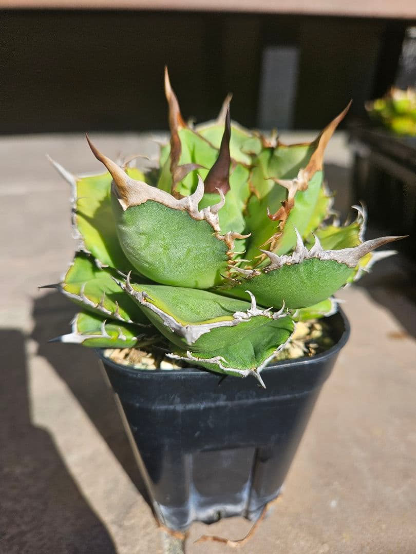 発根済 アガベ チタノタ オテロイ 現地実生