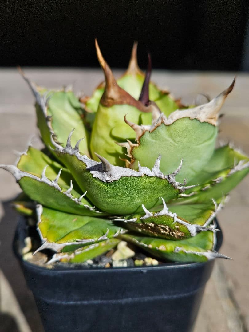 発根済 アガベ チタノタ オテロイ 現地実生