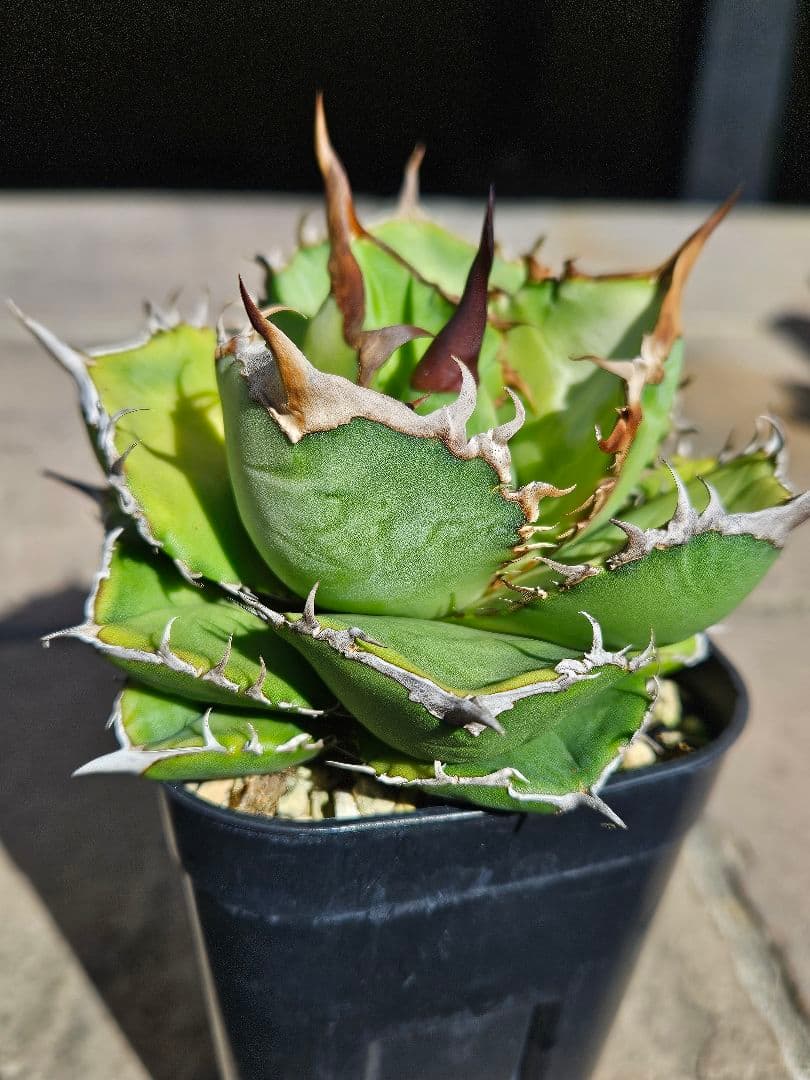 発根済 アガベ チタノタ オテロイ 現地実生