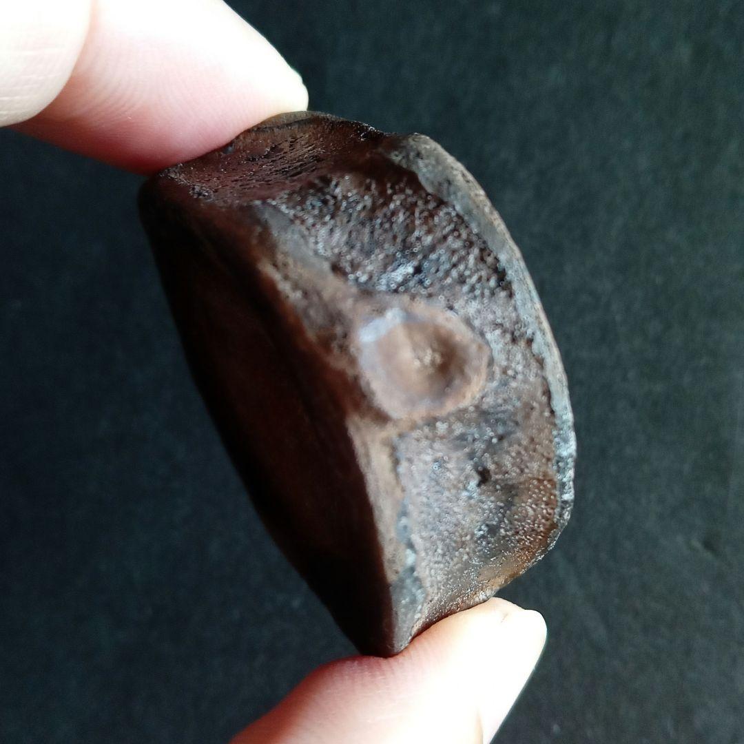 ジュラ紀　魚竜　イクチオサウルス　椎骨化石　大型特大　希少標本　英国産