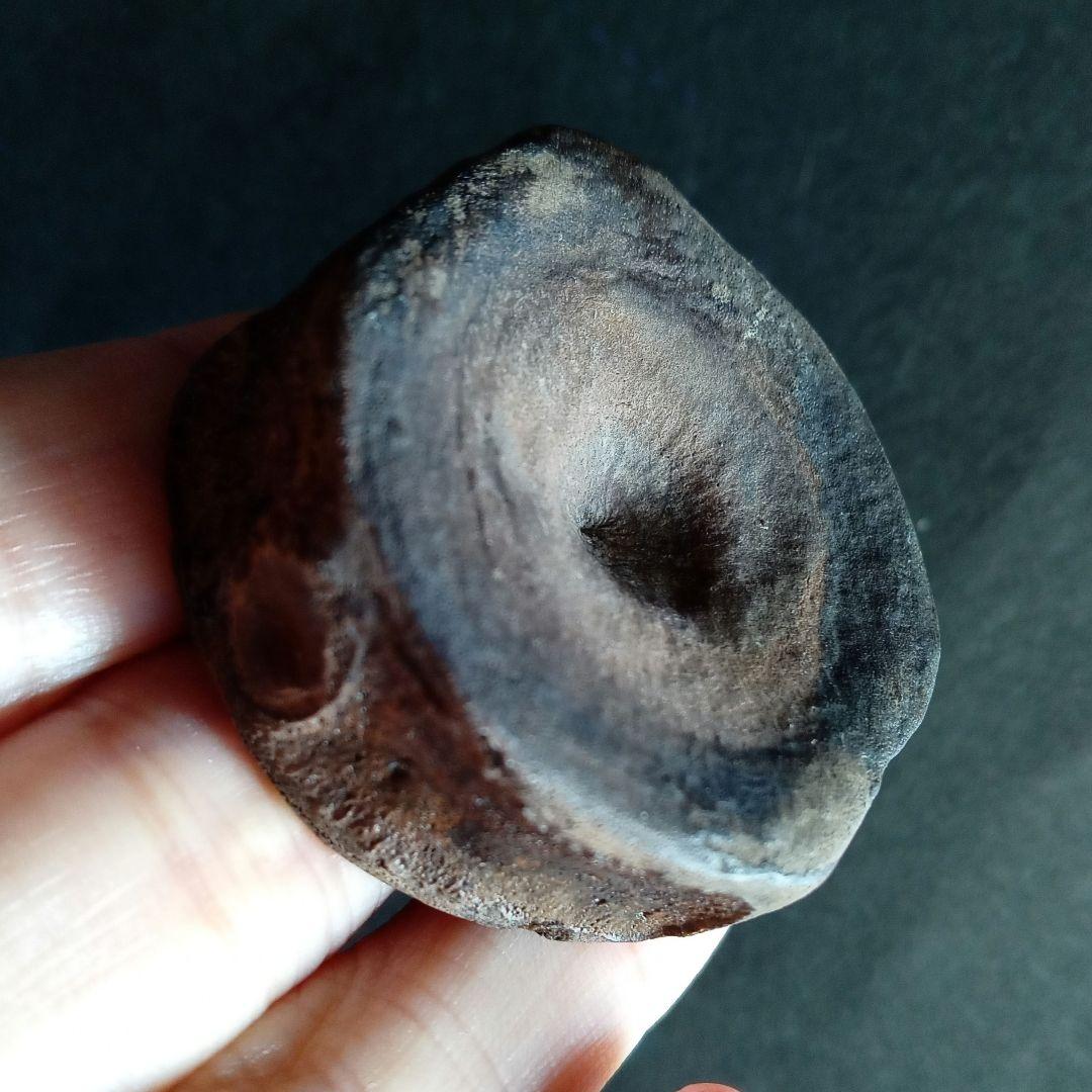 ジュラ紀　魚竜　イクチオサウルス　椎骨化石　大型特大　希少標本　英国産