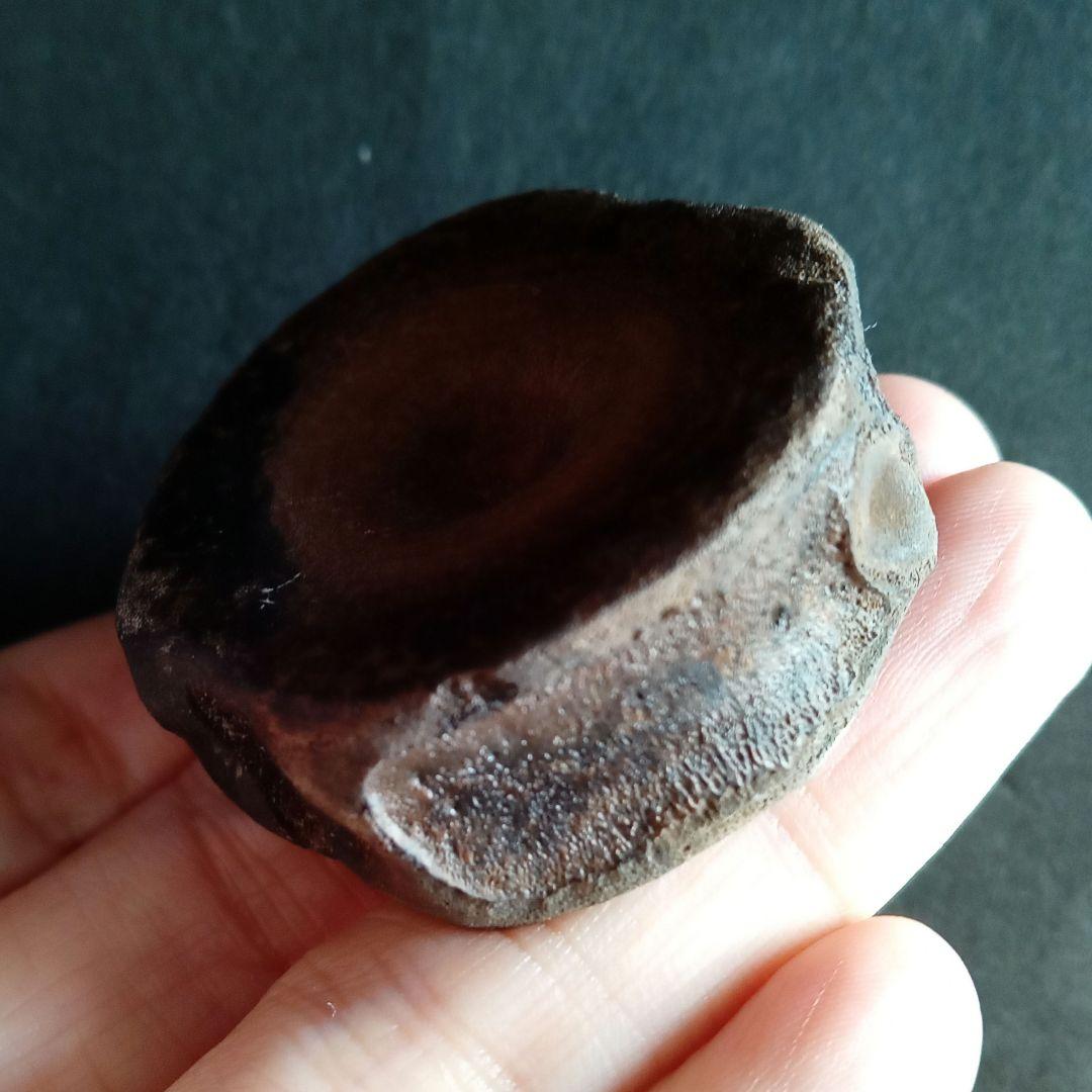 ジュラ紀　魚竜　イクチオサウルス　椎骨化石　大型特大　希少標本　英国産