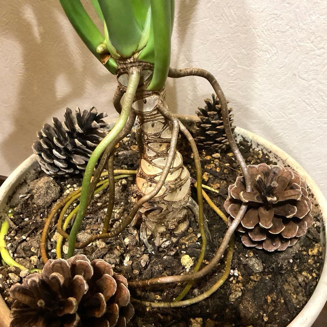 観葉植物】フィロデンドロン・セローム 大きな葉 全長約110cm ぬき苗