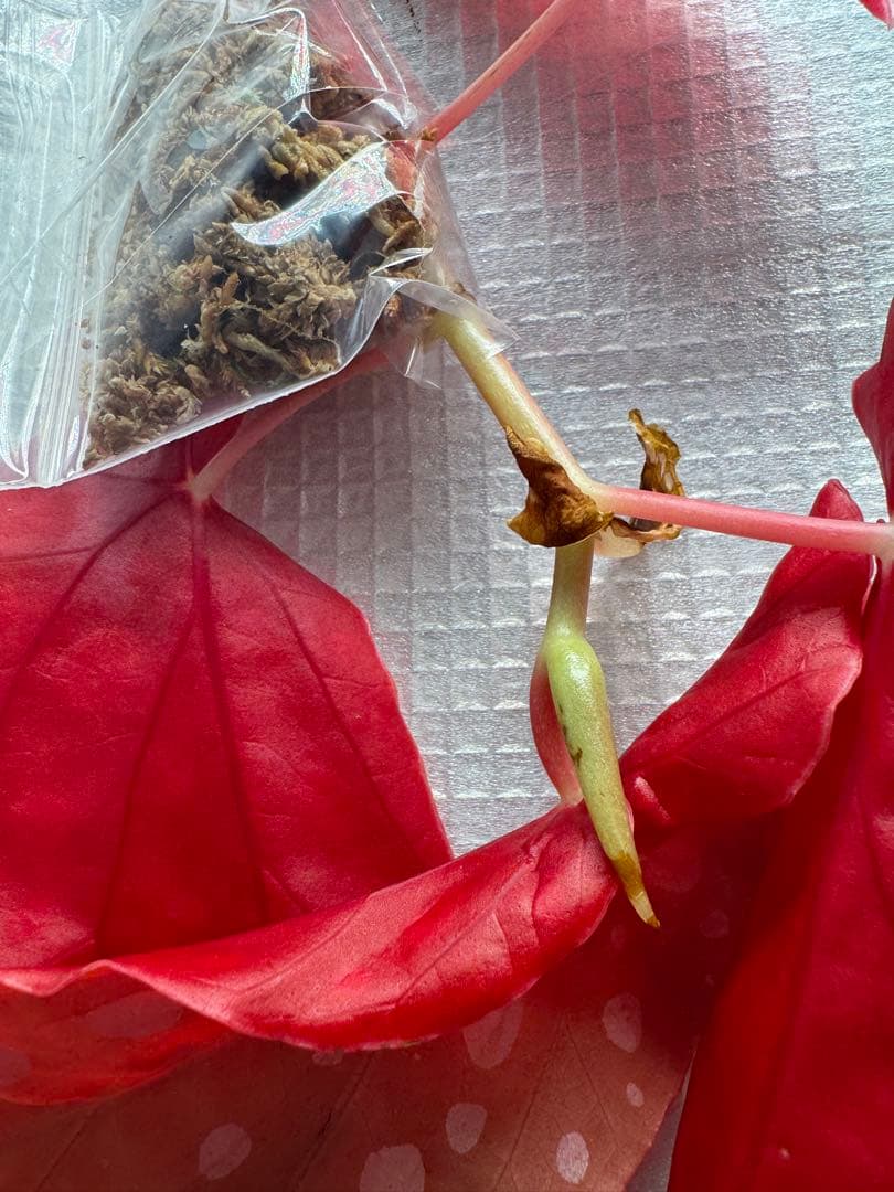 ベゴニア マクラータ 斑入り 発根管理 - メルカリ