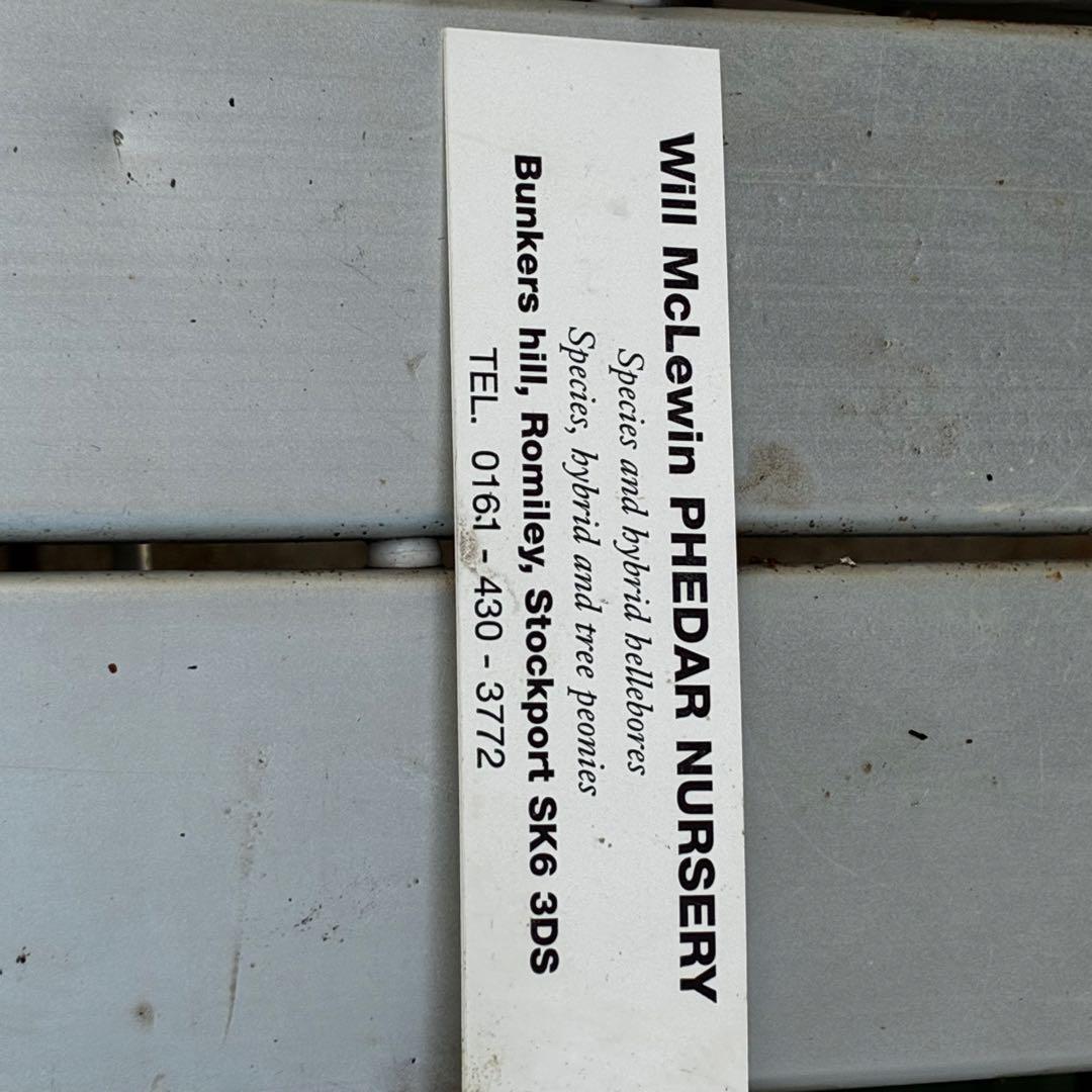 よ*ん様 3533☘️限定一株☘️直筆タグ付き☘️超希少☘️⭐️WM原生地採取⭐