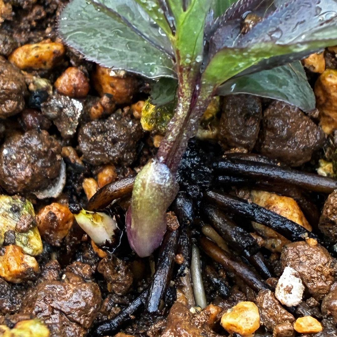 よ*ん様 3533☘️限定一株☘️直筆タグ付き☘️超希少☘️⭐️WM原生地採取⭐