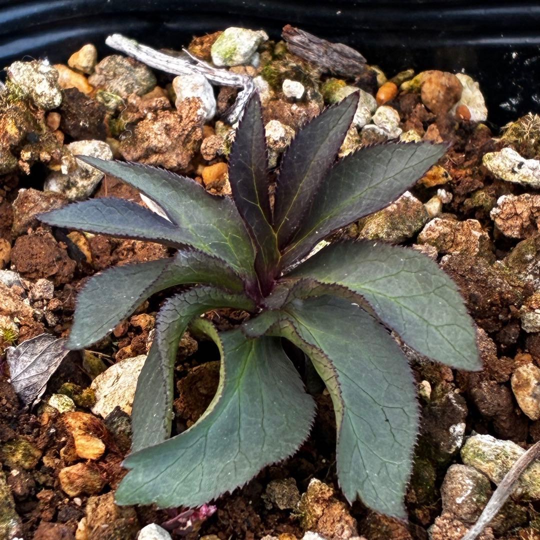 よ*ん様 3533☘️限定一株☘️直筆タグ付き☘️超希少☘️⭐️WM原生地採取⭐