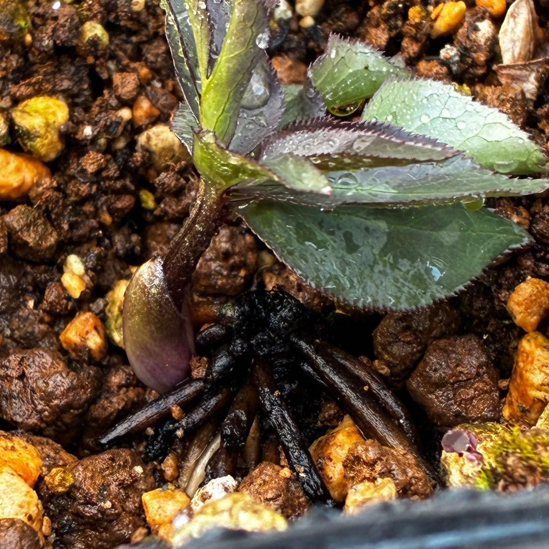 よ*ん様 3533☘️限定一株☘️直筆タグ付き☘️超希少☘️⭐️WM原生地採取⭐