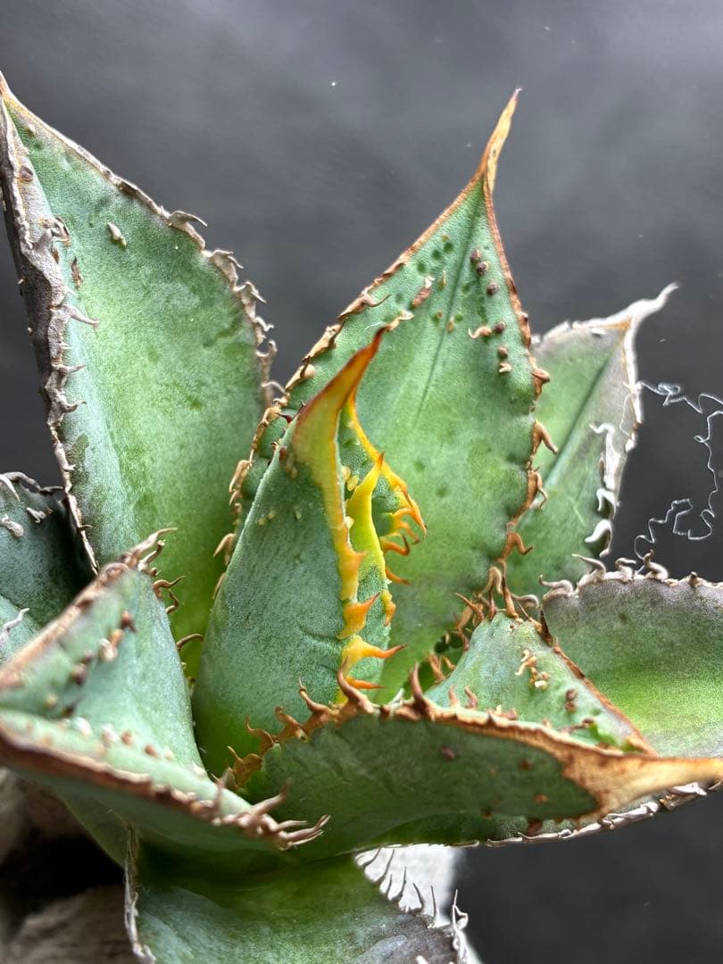 アガベ チタノタ 特選 「金蟾王」極上背棘 スーパーブツブツ質感 特選