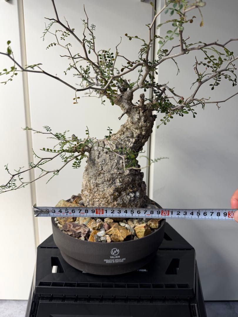 すーさん　専用