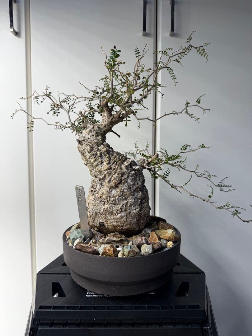 すーさん　専用