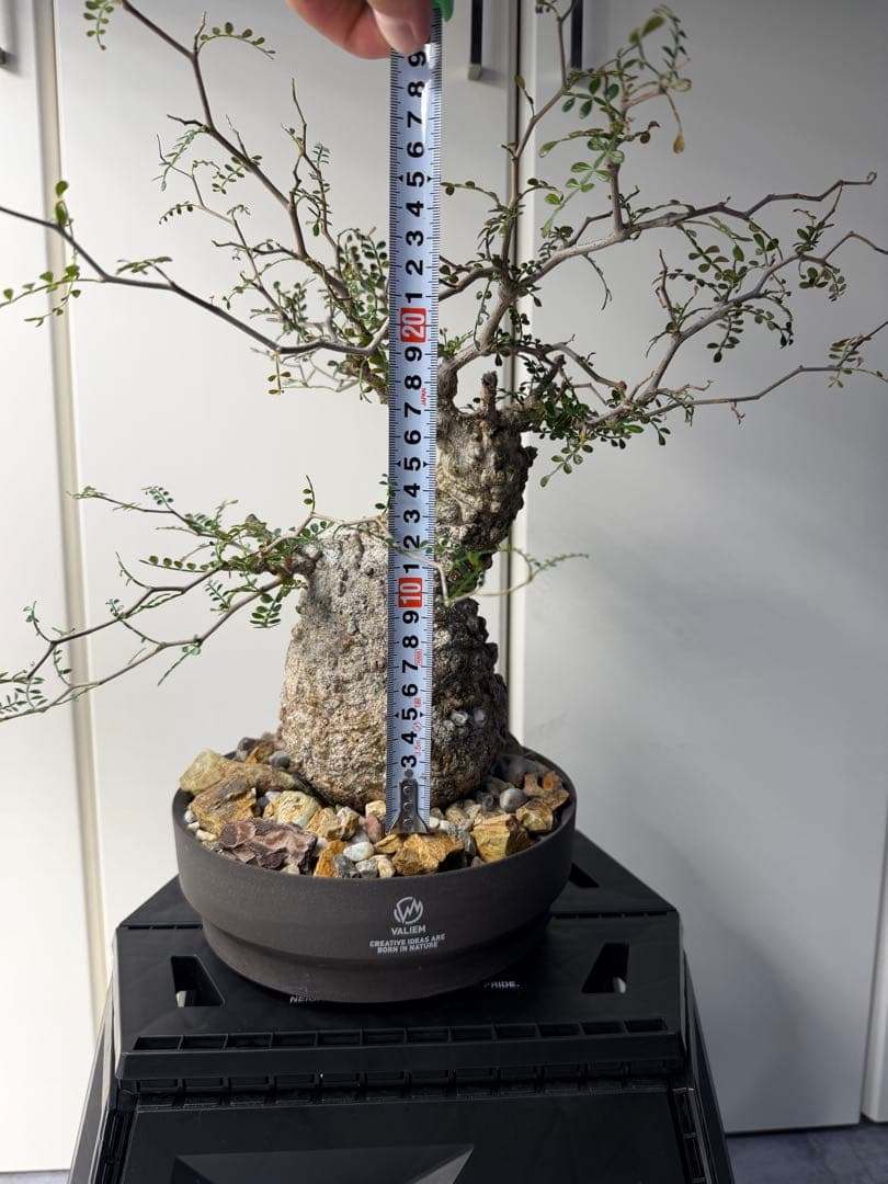 すーさん　専用