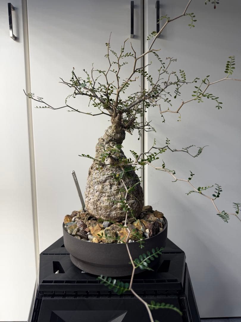 すーさん　専用