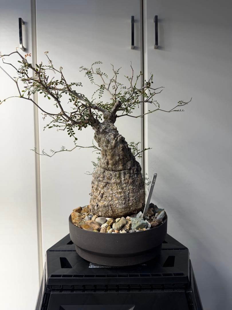 すーさん　専用