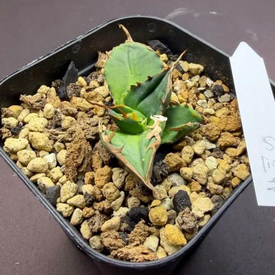 毒刺S(タグあり) アガベ　抜き苗配送