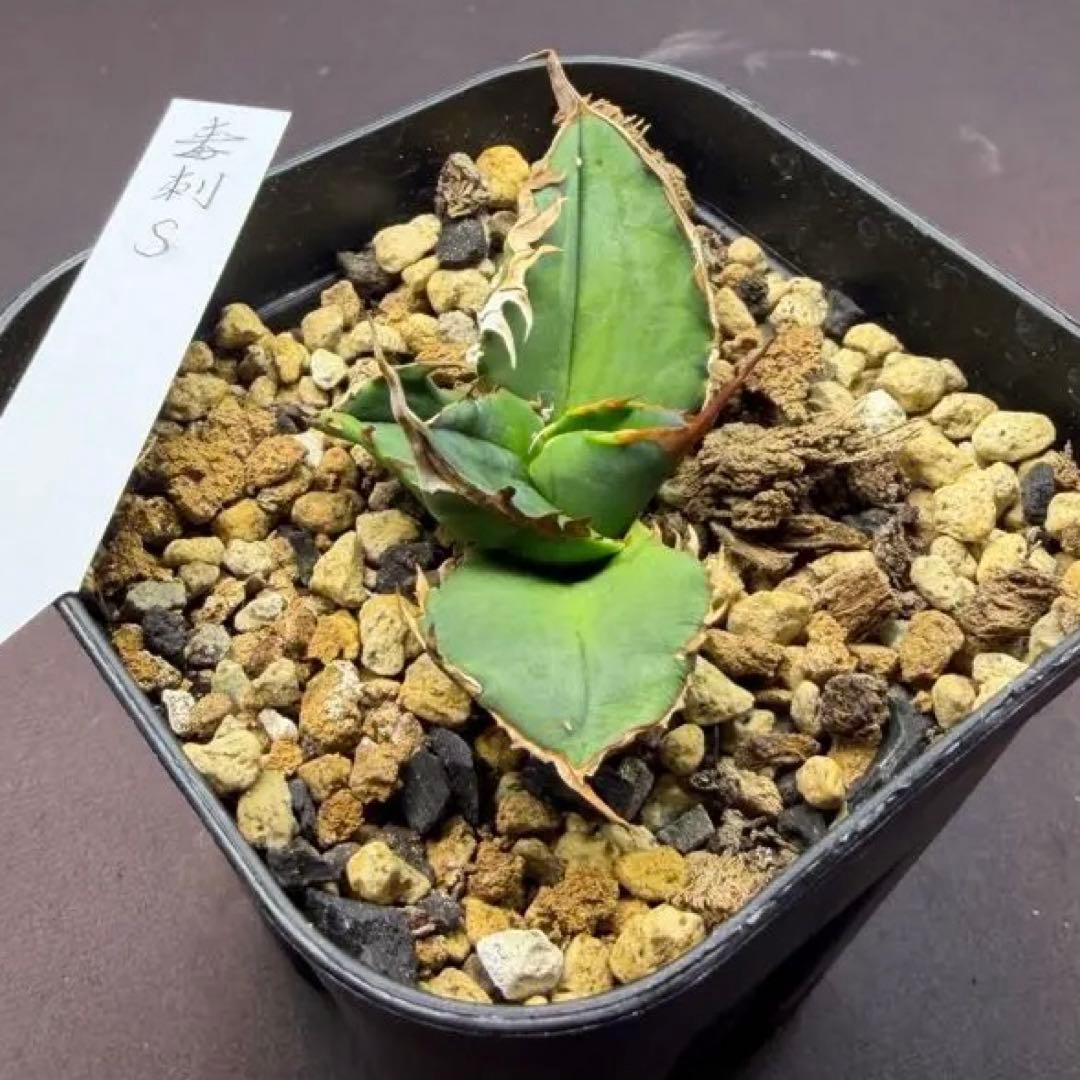 毒刺S(タグあり) アガベ　抜き苗配送