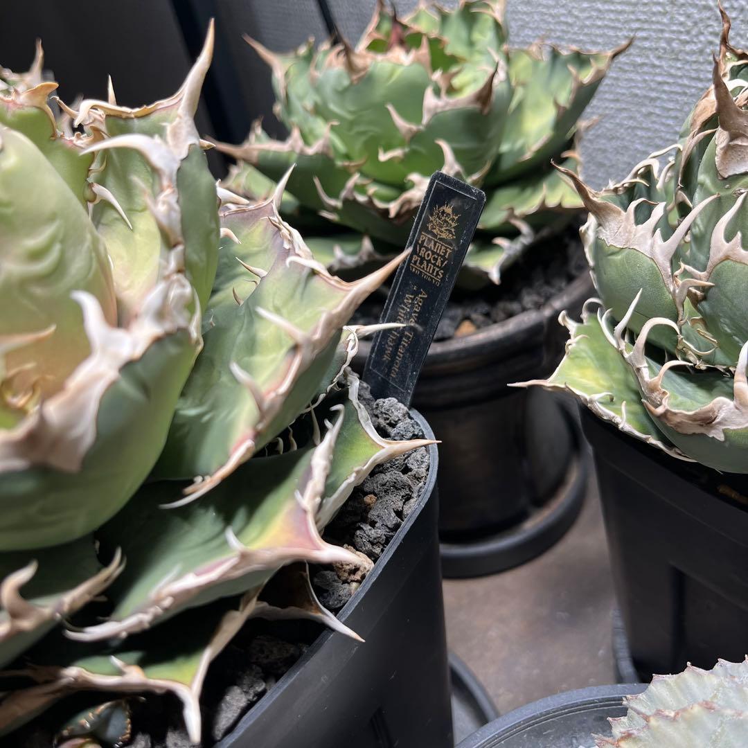 Agave Titanota ‘White hawk’ ホワイトホーク　親株
