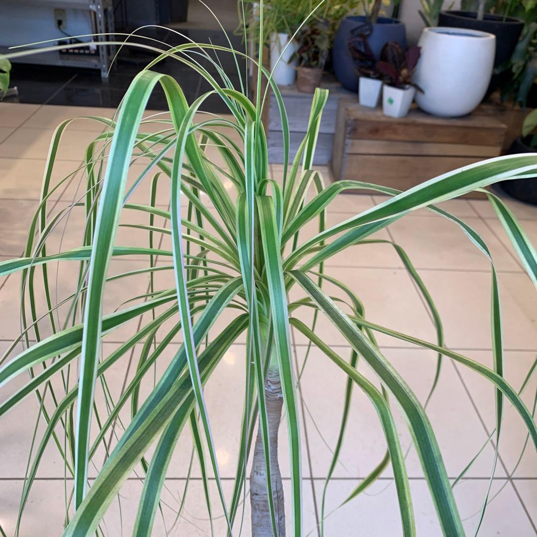 希少 斑入 トックリラン ノリナ ポニーテール 2