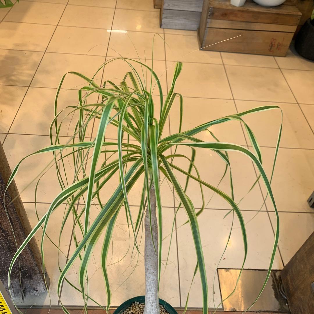 希少 斑入 トックリラン ノリナ ポニーテール 2
