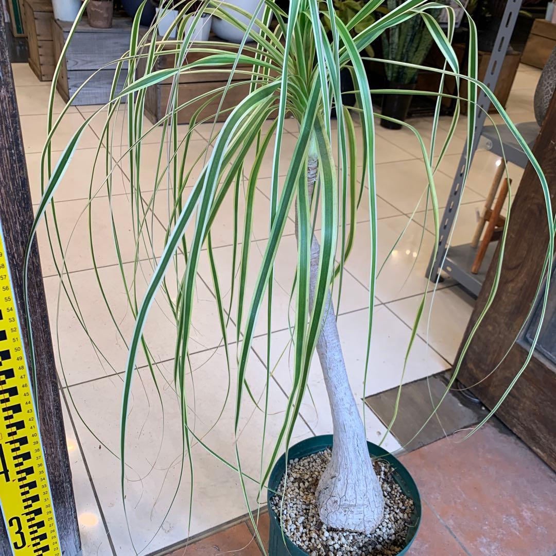 希少 斑入 トックリラン ノリナ ポニーテール 2