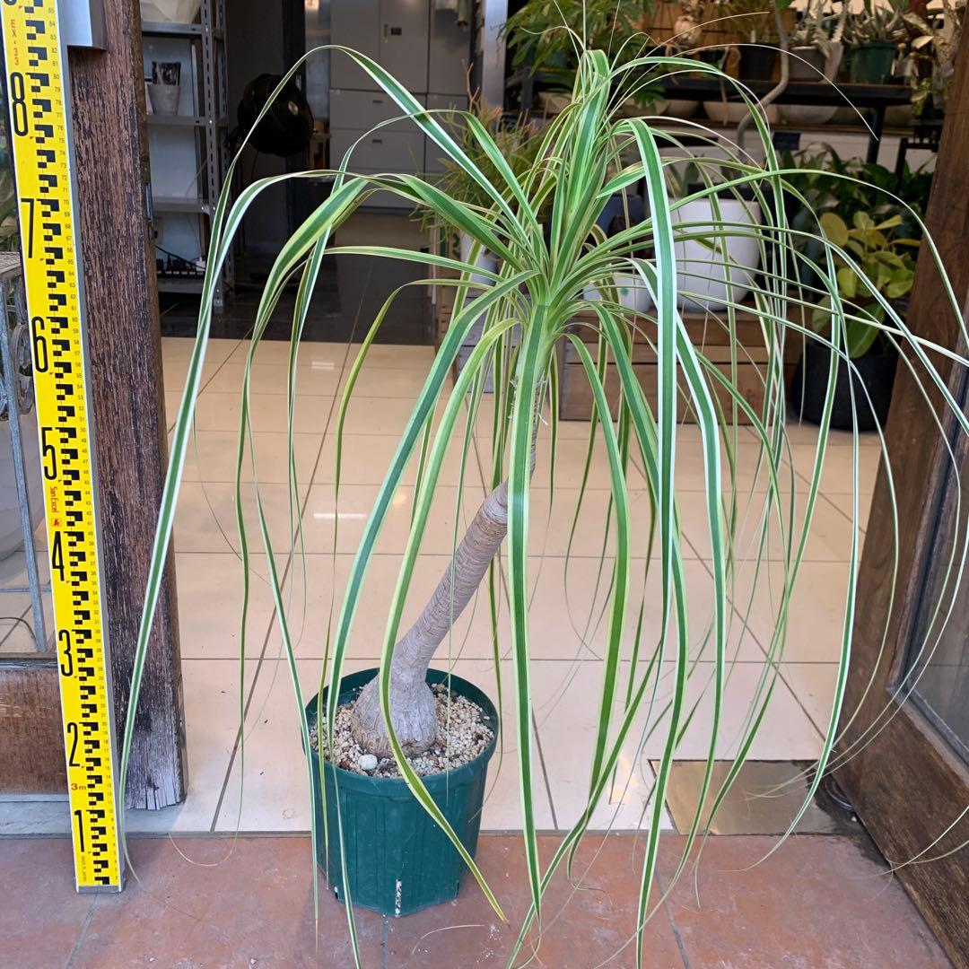 希少 斑入 トックリラン ノリナ ポニーテール 2