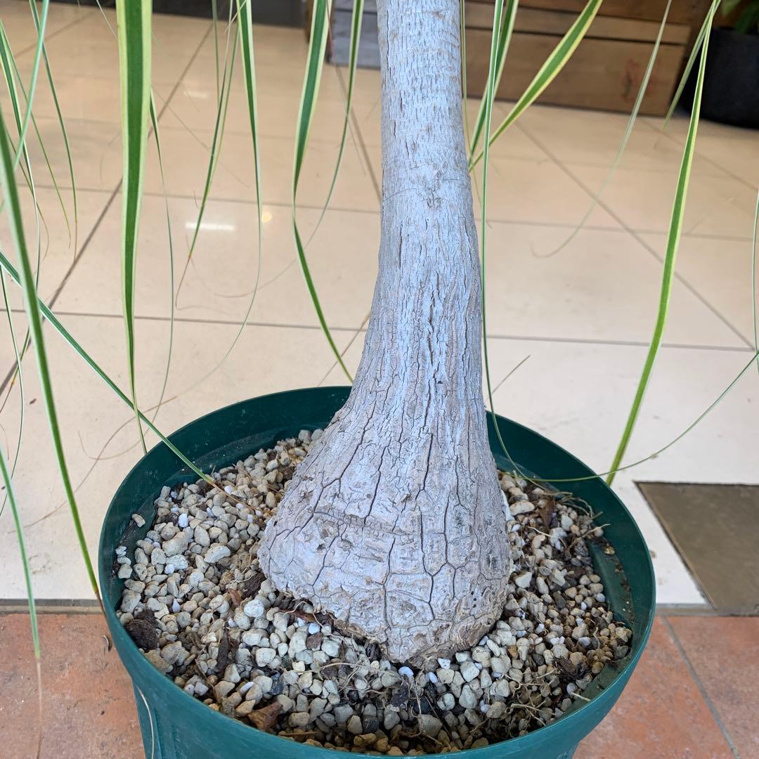 希少 斑入 トックリラン ノリナ ポニーテール 2