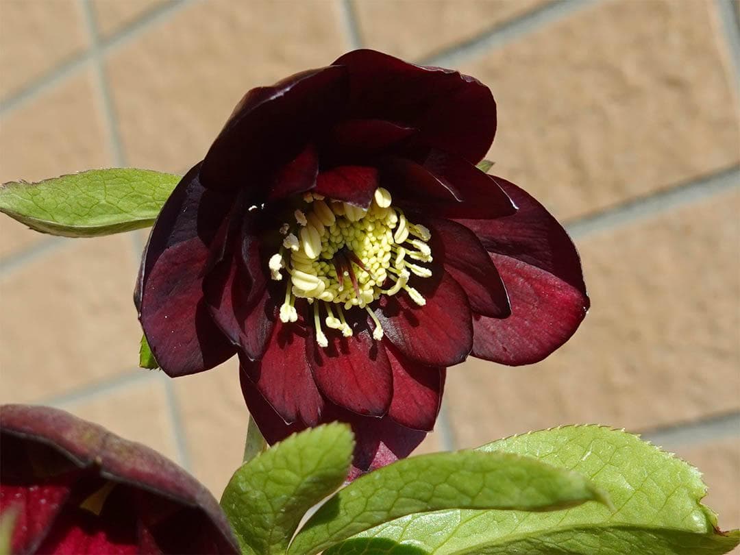 クリスマスローズ ddキラメキ☆チョコレート