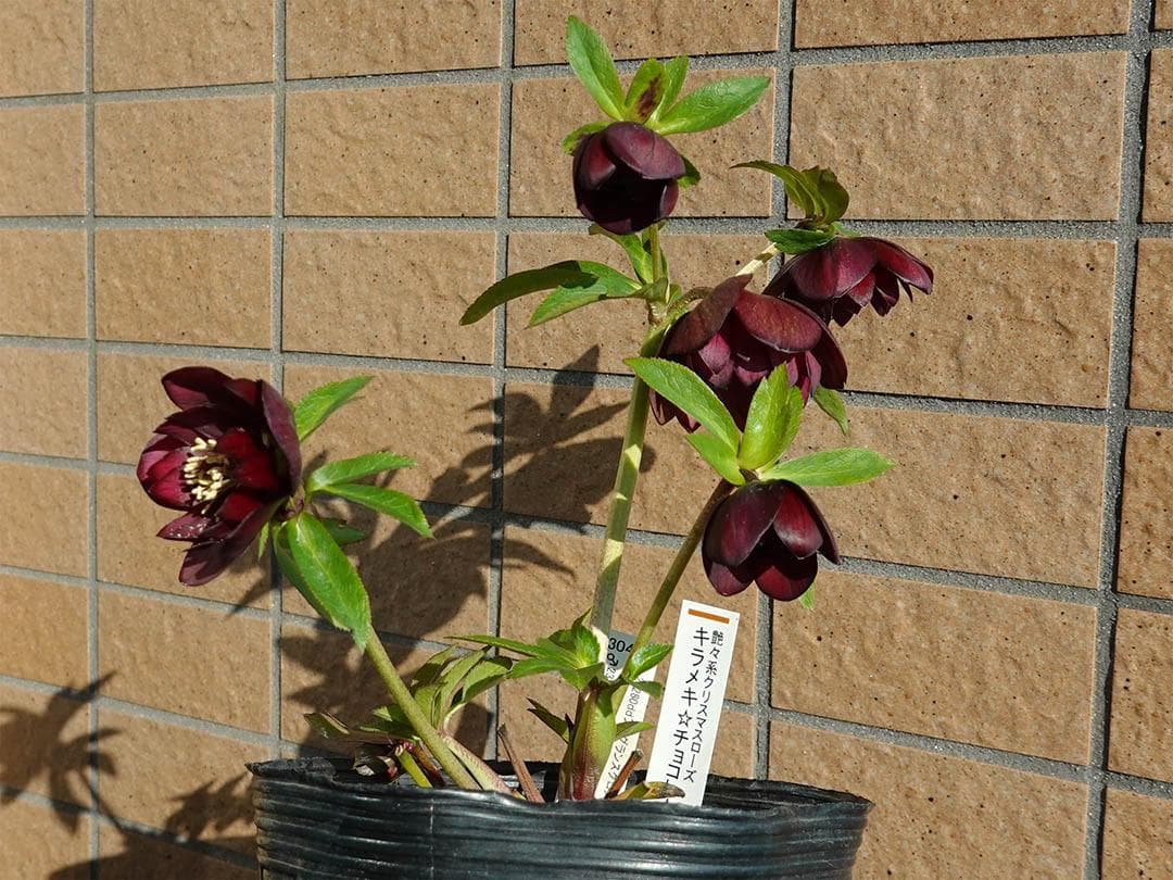 クリスマスローズ ddキラメキ☆チョコレート