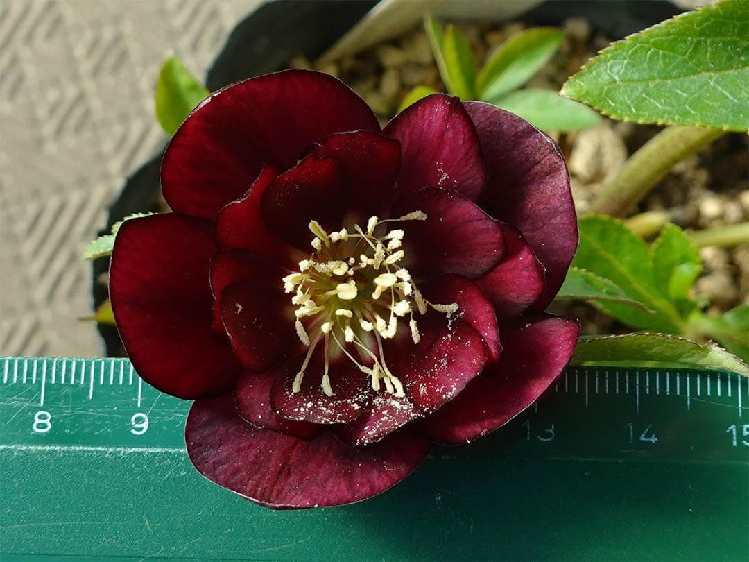 クリスマスローズ ddキラメキ☆チョコレート