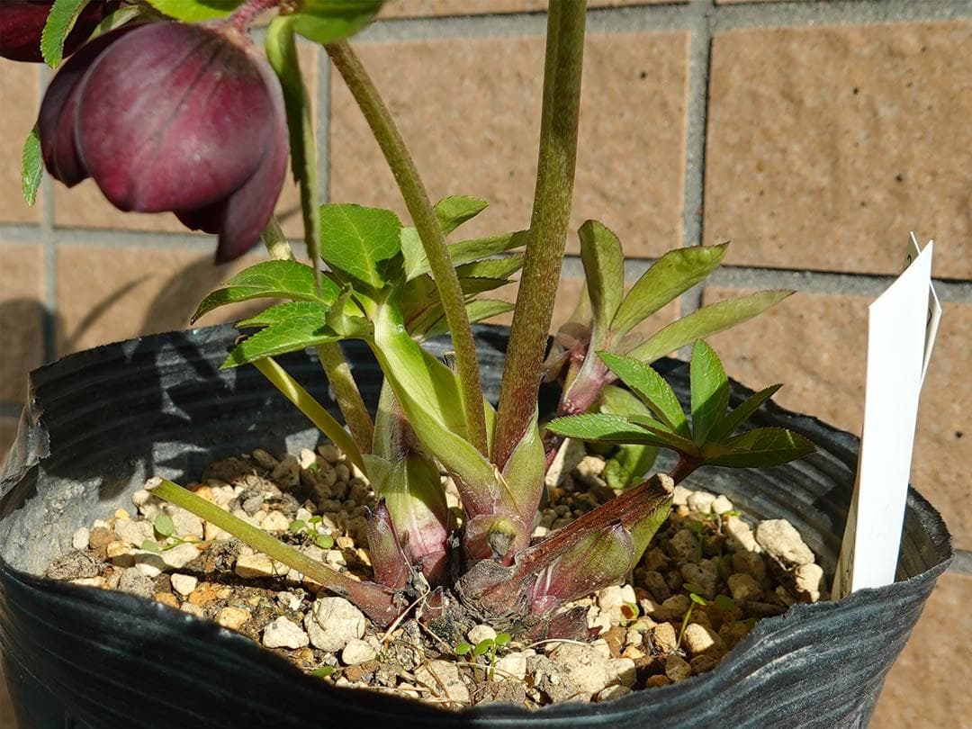 クリスマスローズ ddキラメキ☆チョコレート