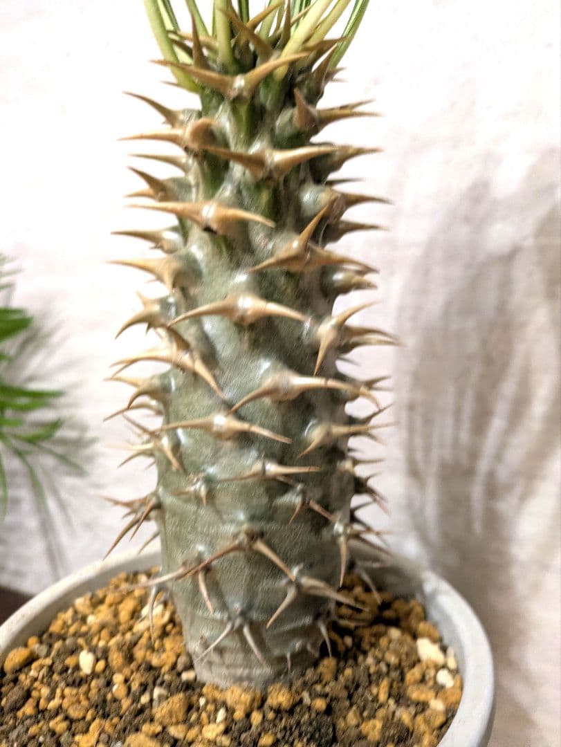 パキポディウム アンボンゲンセ　実生　コーデックス　塊根植物　サボテン　アガベ