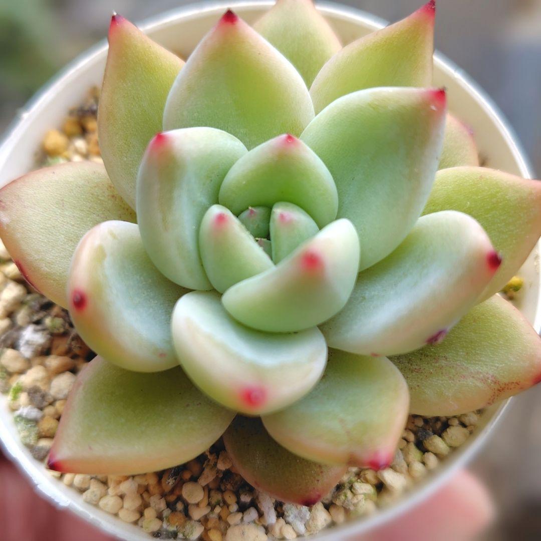 抜き苗】ラウリンゼx( フランシノ×ロメオ) おらいさん 多肉 青札