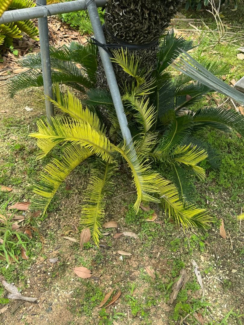 斑入り　ソテツ　蘇轍　9