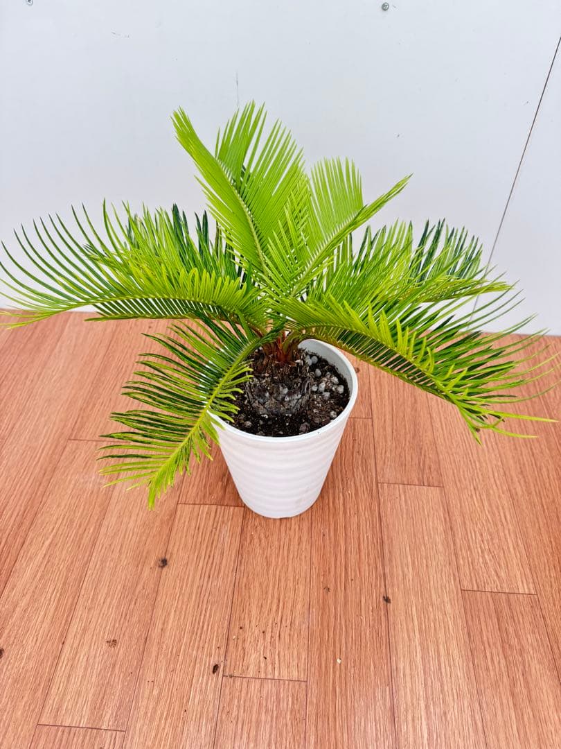 斑入り　ソテツ　蘇轍　9