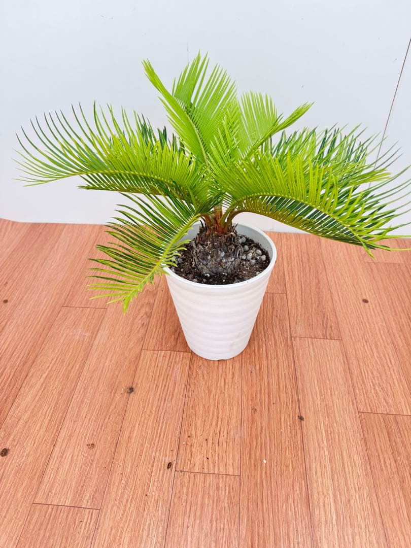 斑入り　ソテツ　蘇轍　9