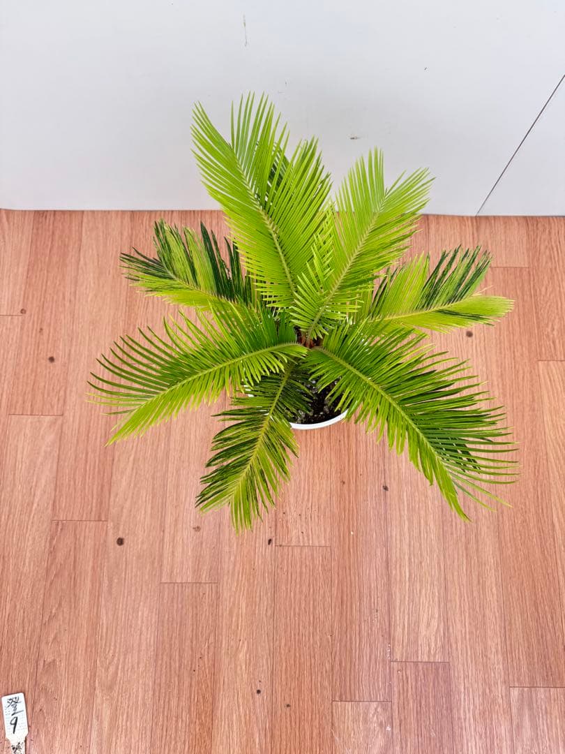 斑入り　ソテツ　蘇轍　9