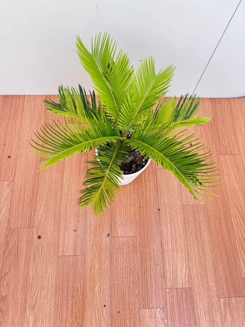 斑入り　ソテツ　蘇轍　9