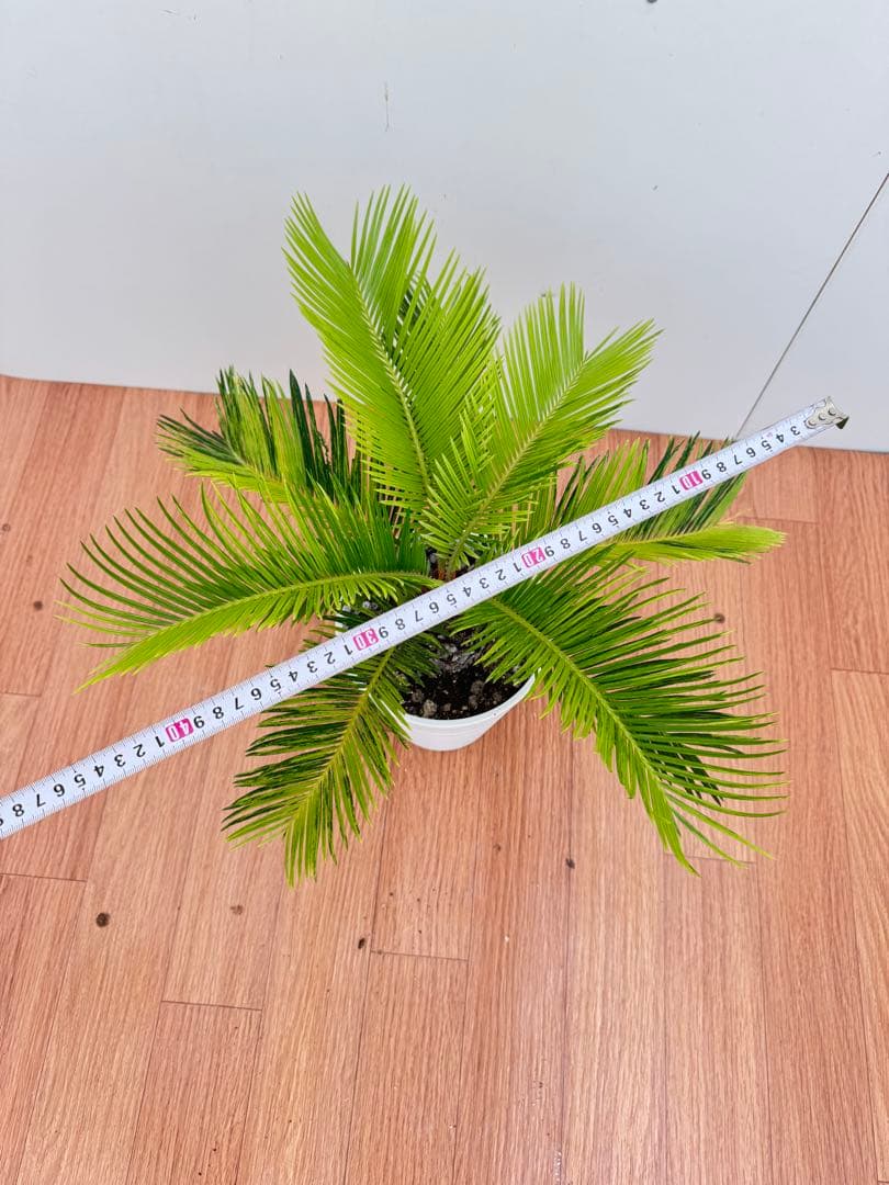 斑入り　ソテツ　蘇轍　9