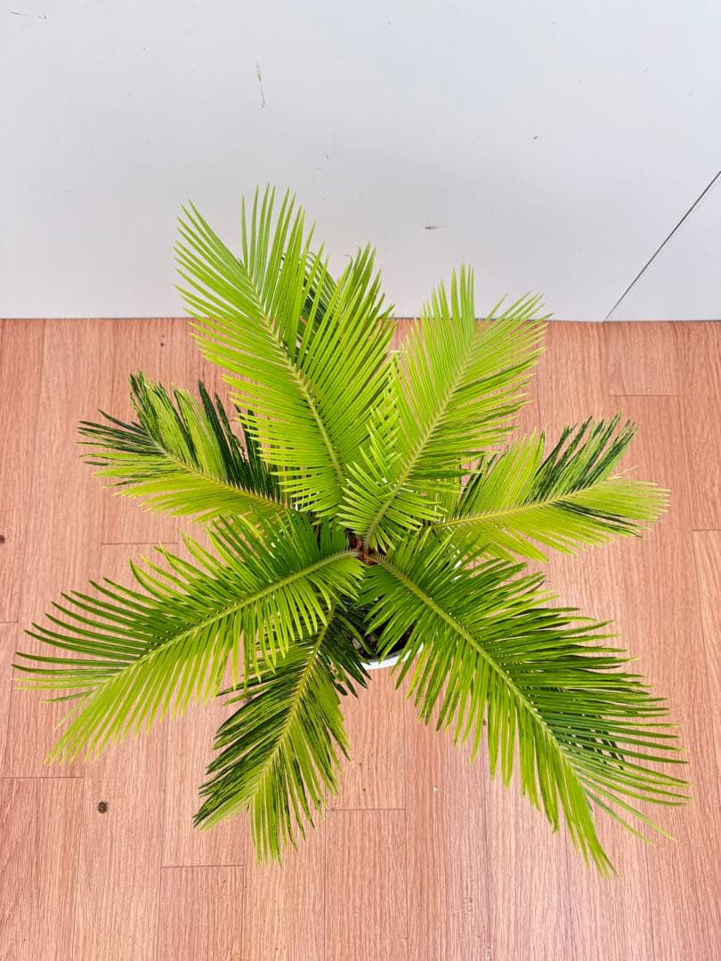 斑入り　ソテツ　蘇轍　9