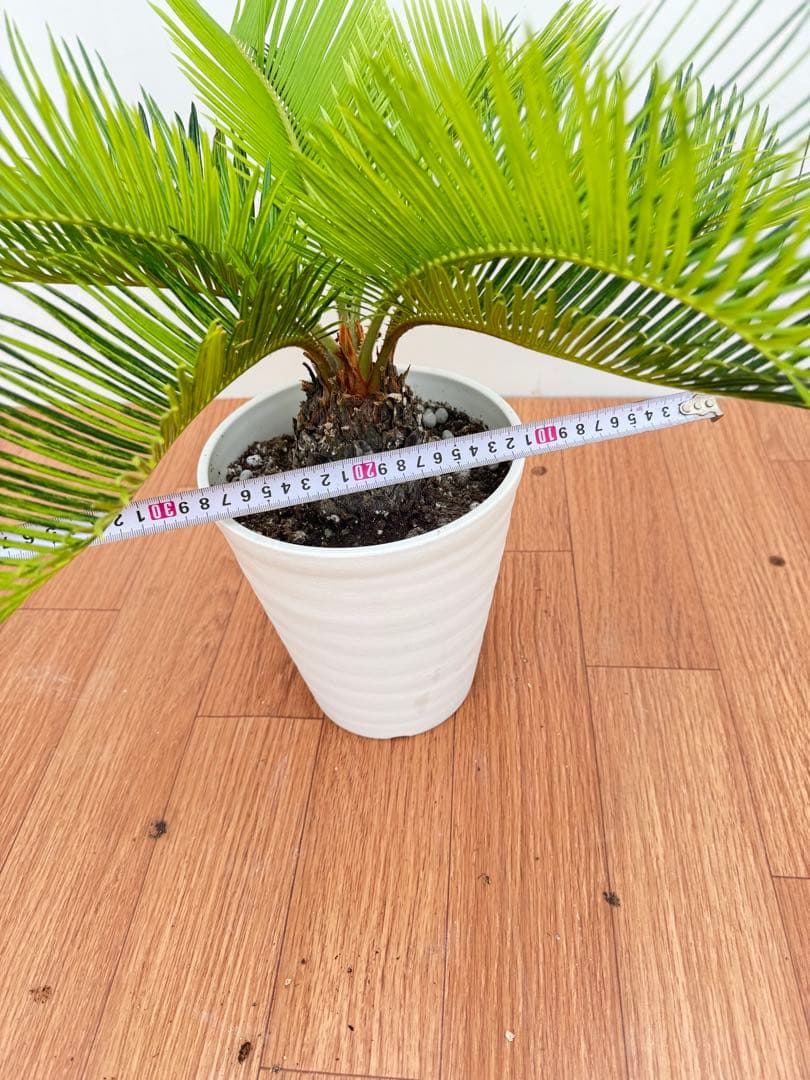 斑入り　ソテツ　蘇轍　9