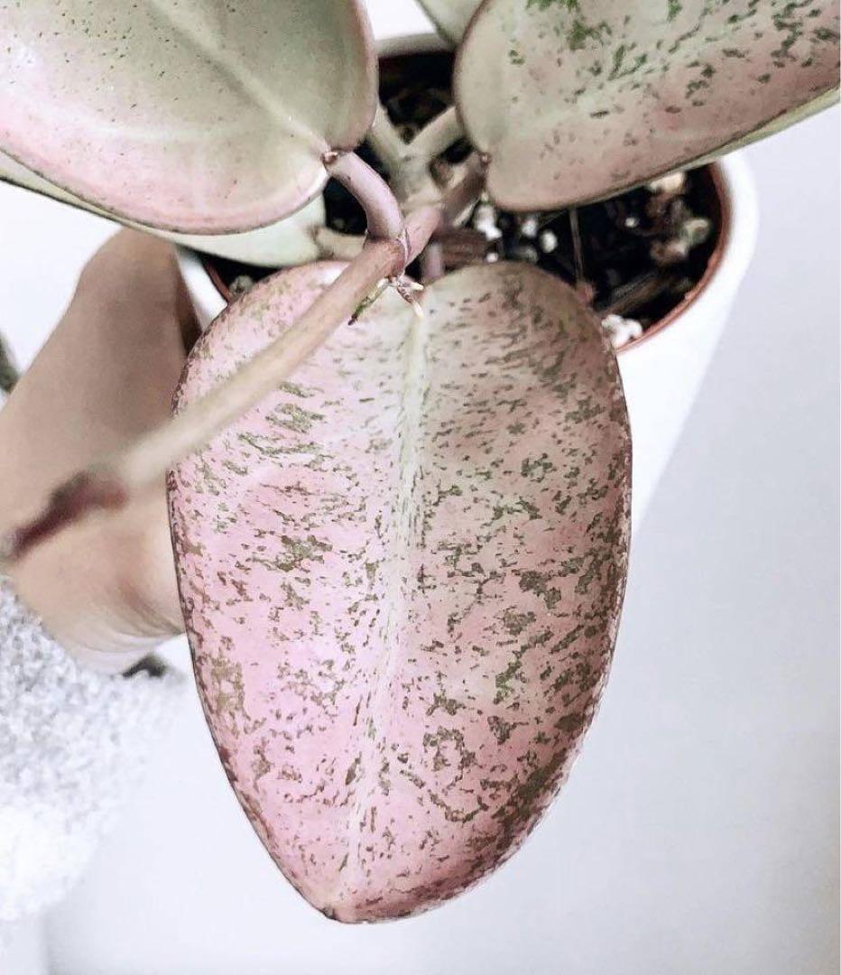 新着 斑入り レア ホヤ シルバーダラー 極上品 サクララン