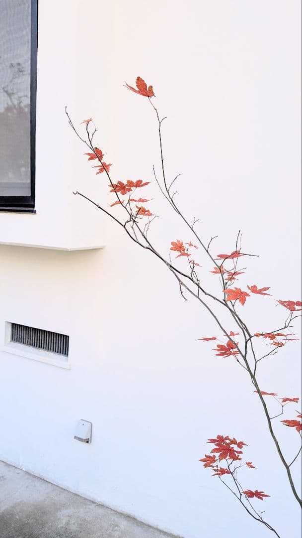 曲線美。山採りコハウチワカエデ。