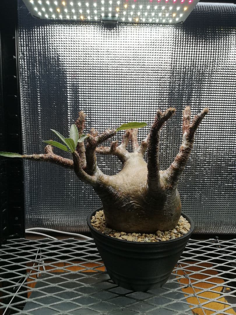 特大美株‼️ グラキリス