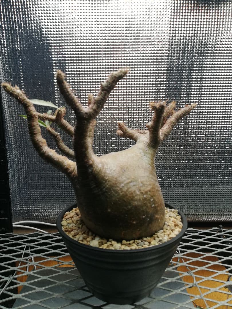 特大美株‼️ グラキリス